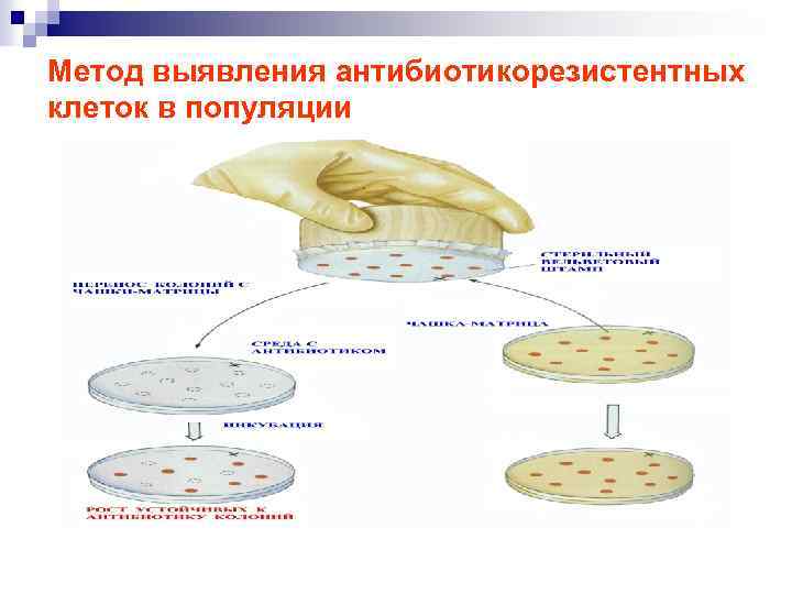 Метод выявления антибиотикорезистентных клеток в популяции 