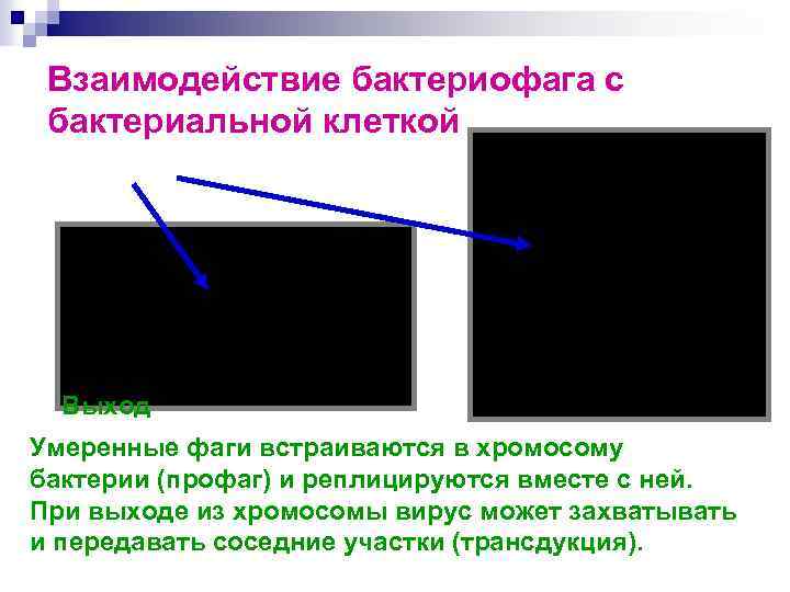 Взаимодействие бактериофага с бактериальной клеткой Выход Умеренные фаги встраиваются в хромосому бактерии (профаг) и