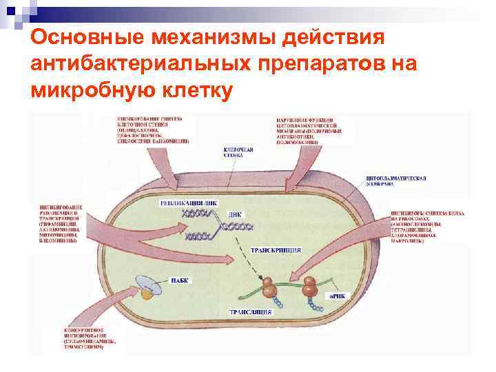 Основные механизмы действия антибактериальных препаратов на микробную клетку 