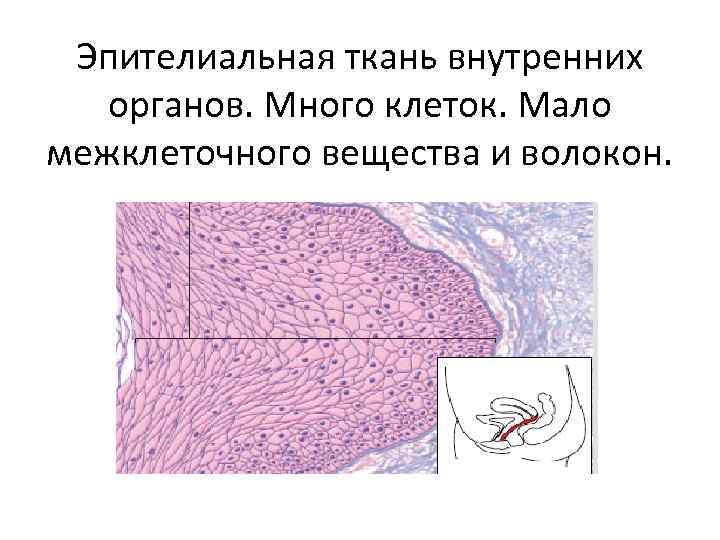 Эпителиальная ткань внутренних органов. Много клеток. Мало межклеточного вещества и волокон. 