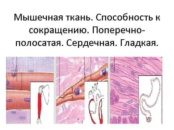 Мышечная ткань. Способность к сокращению. Поперечнополосатая. Сердечная. Гладкая. 