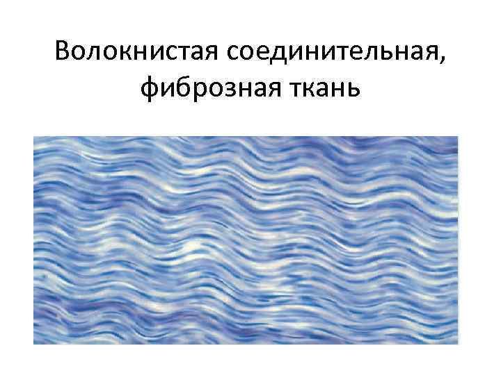 Волокнистая соединительная, фиброзная ткань 