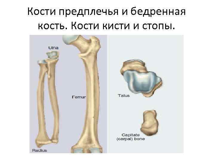 Бедренная кость тип соединения костей
