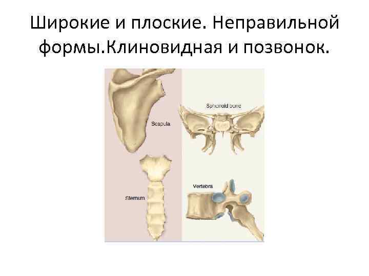 Широкие и плоские. Неправильной формы. Клиновидная и позвонок. 