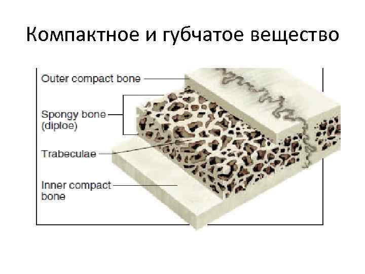 Мягкая ткань костей. Компактное и губчатое. Компактное и губчатое вещество. Компактная кость. Плотное компактное вещество.