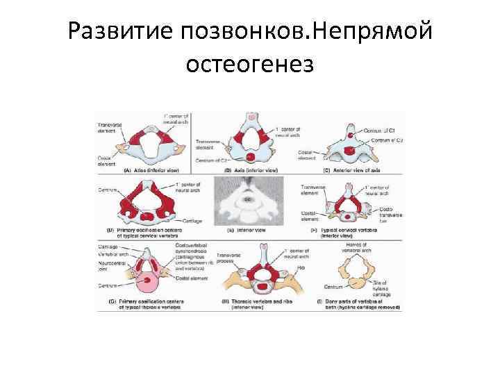 Развитие позвонков. Непрямой остеогенез 