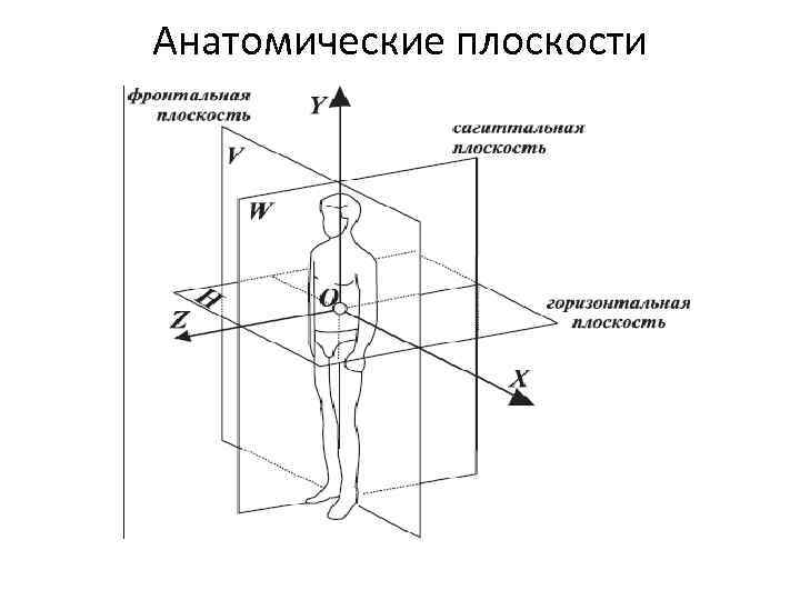 Изображение фронтальной плоскости