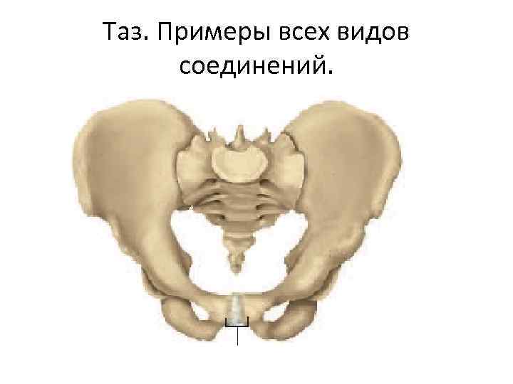 Таз. Примеры всех видов соединений. 