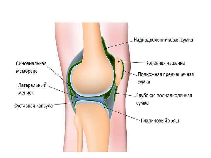 Связка мениска колена. Строение мениска коленного сустава анатомия. Мениски коленного сустава анатомия. Строение коленного сустава латеральный мениск. Строение колена-мениск анатомия.