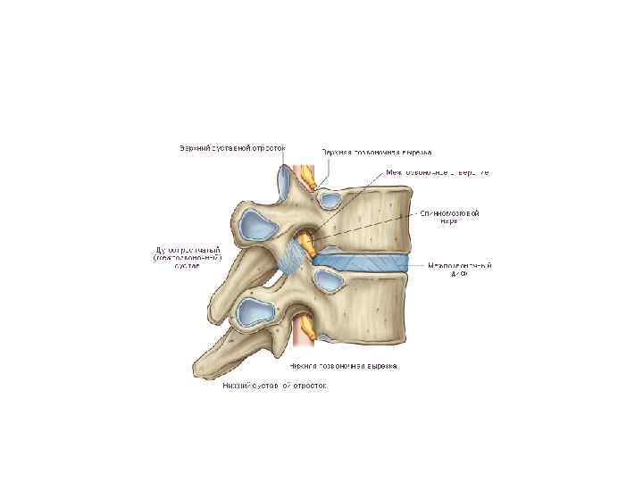 Межпозвоночные суставы. Связка Купфера. Хоповские связки.
