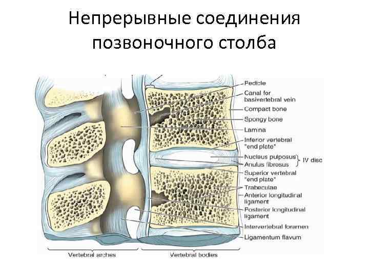 Непрерывные соединения позвоночного столба 