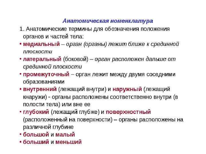 Анатомическая терминология