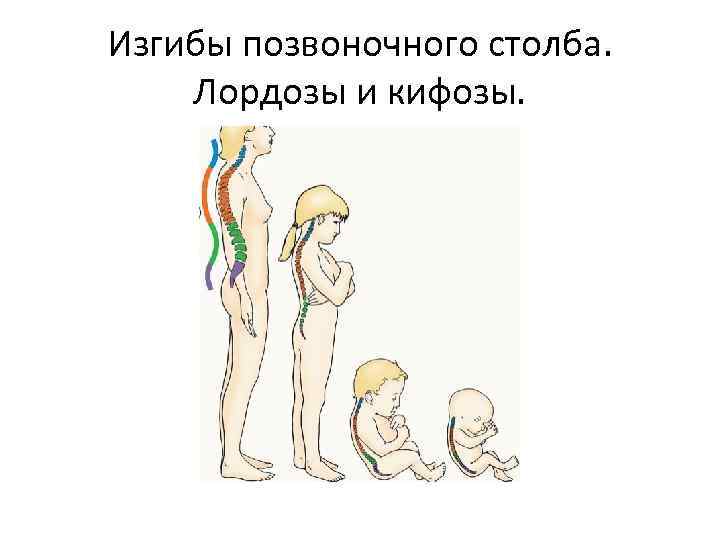 Изгибы позвоночного столба. Лордозы и кифозы. 