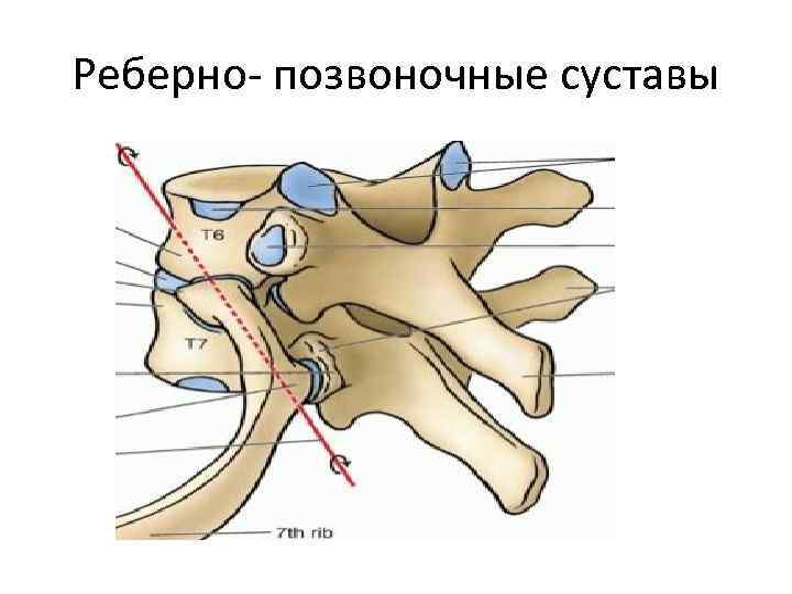 Реберно- позвоночные суставы 