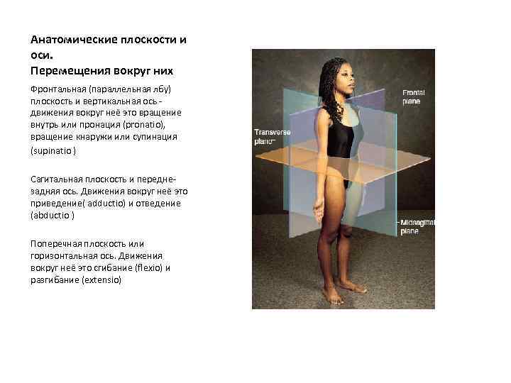 Анатомические плоскости и оси. Перемещения вокруг них Фронтальная (параллельная лбу) плоскость и вертикальная ось