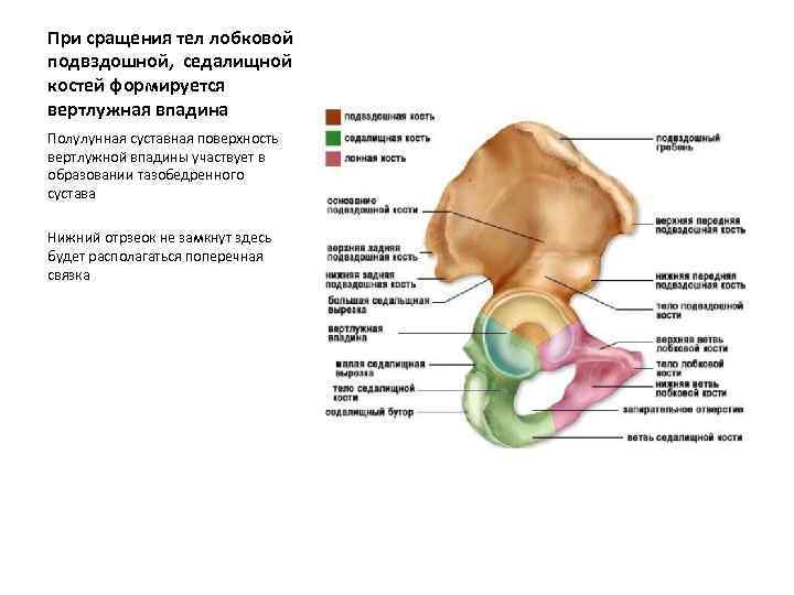Срослись подвздошные кости. Вертлужная впадина анатомия человека. Кости вертлужной впадины анатомия. Седалищная кость анатомия строение. Задненижний отдел вертлужной впадины образован.