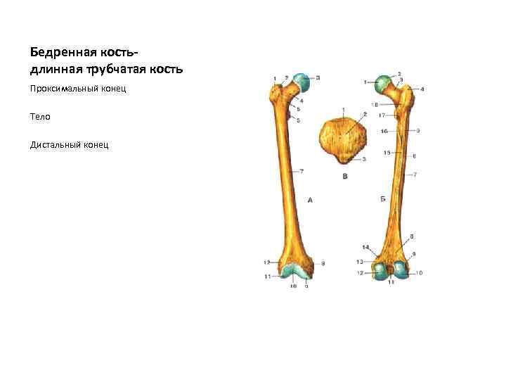 Тело длинные трубчатые кости. Проксимальный конец бедренной кости. Бедренная кость мужчины и женщины. Какая кость самая длинная. Как выглядят трубчатые кости у птиц.