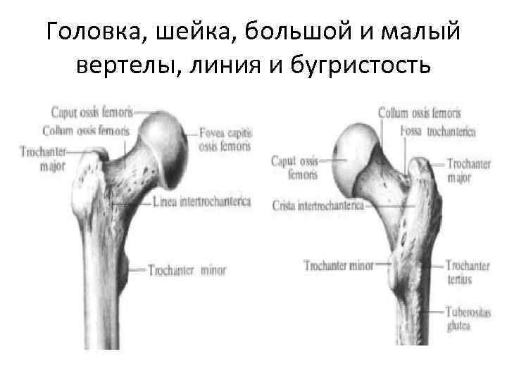 Введение в анатомию Ткани Кости и соединения костей