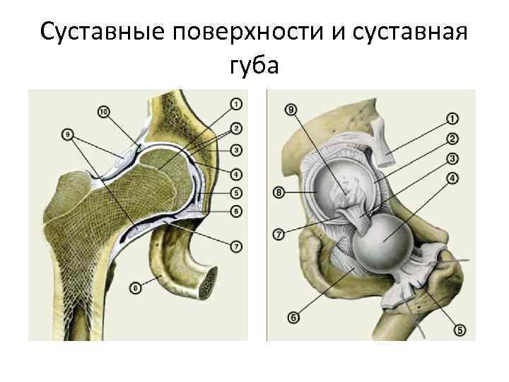 Губа сустава. Суставная губа анатомия. Суставная поверхность суставная губа. Передняя суставная губа. Анатомия. Квадратная и сочленовная кости.