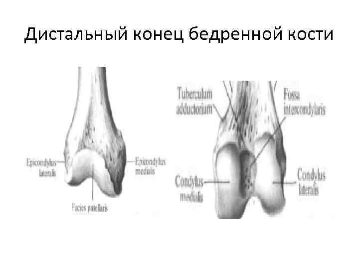 Мягкая ткань костей