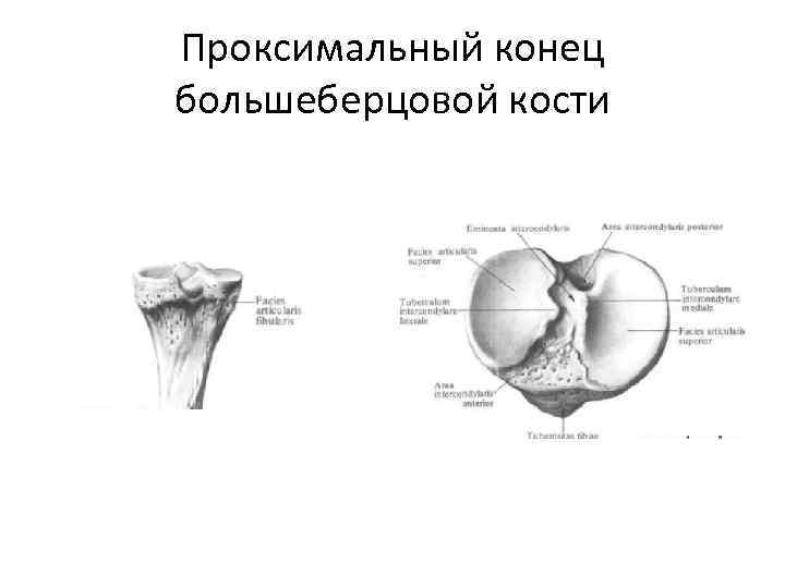 Проксимальный метафиз большеберцовой кости на схеме