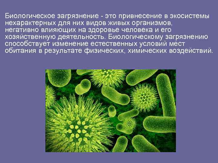 Биологическое загрязнение - это привнесение в экосистемы нехарактерных для них видов живых организмов, негативно