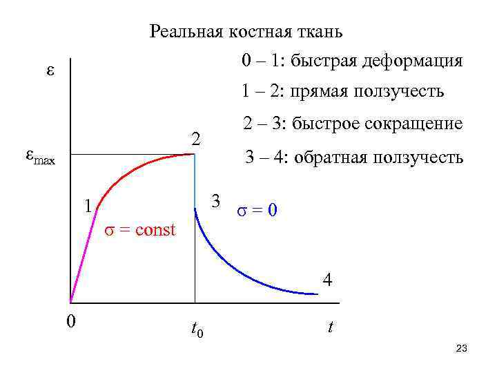 Реальная костная ткань 0 – 1: быстрая деформация ε 1 – 2: прямая ползучесть