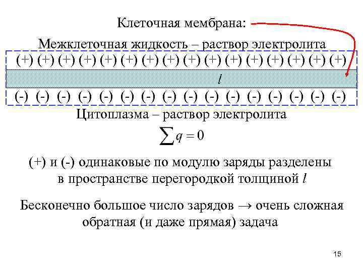 Клеточная мембрана: Межклеточная жидкость – раствор электролита (+) (+) (+) (+) (-) (-) (-)