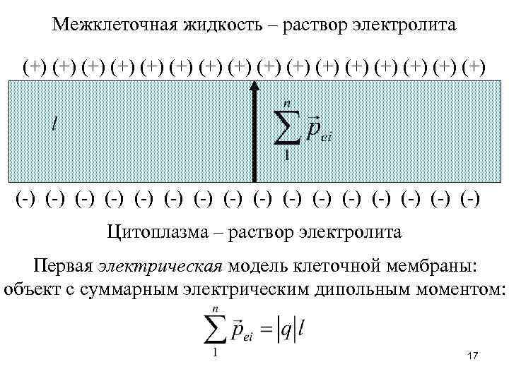 Межклеточная жидкость – раствор электролита (+) (+) (+) (+) (-) (-) (-) (-) Цитоплазма