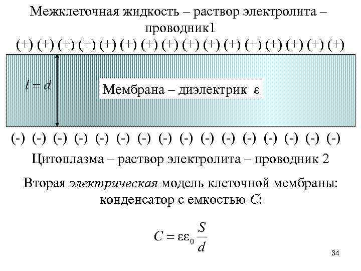 Межклеточная жидкость – раствор электролита – проводник 1 (+) (+) (+) (+) Мембрана –