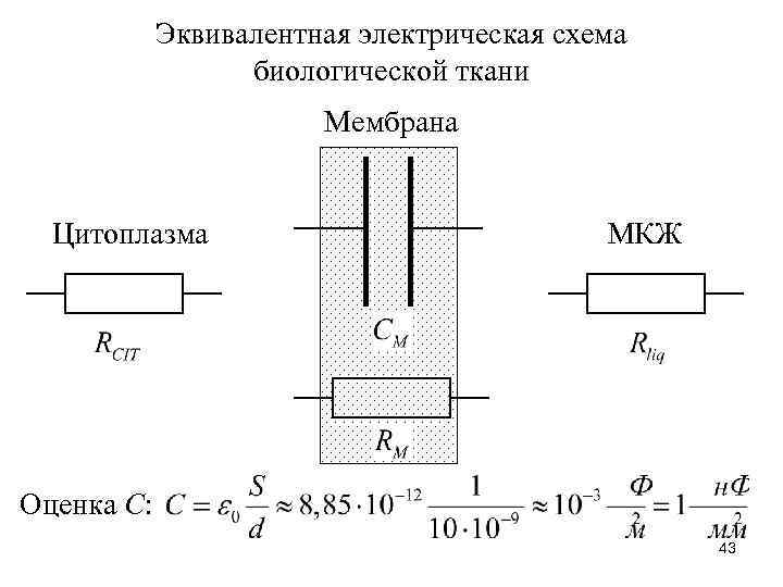 Эквивалентная электрическая схема биологической ткани Мембрана Цитоплазма МКЖ Оценка С: 43 