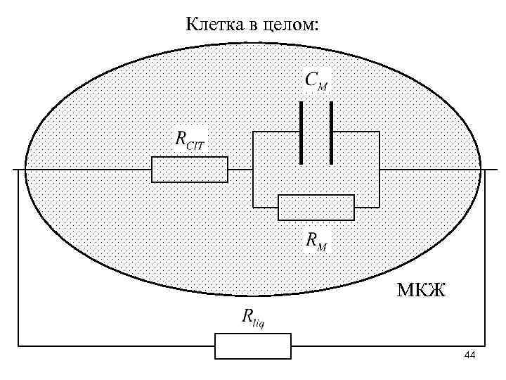 Клетка в целом: МКЖ 44 