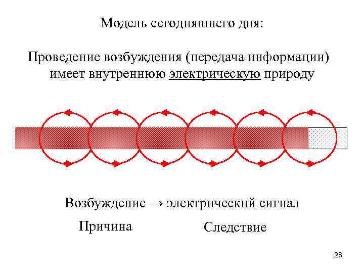 Модель сегодняшнего дня: Проведение возбуждения (передача информации) имеет внутреннюю электрическую природу Возбуждение → электрический
