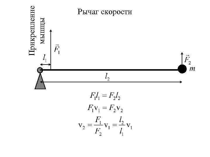 Прикрепление мышцы Рычаг скорости 