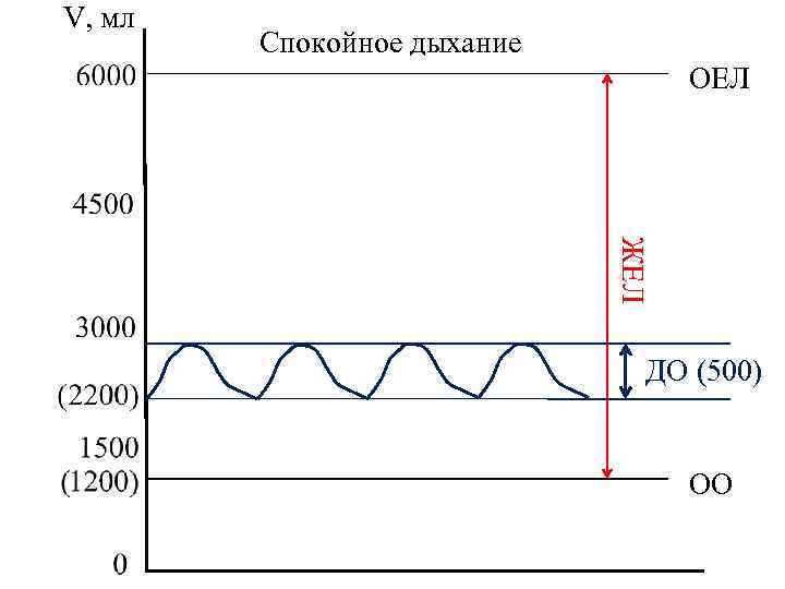 V, мл Спокойное дыхание ОЕЛ ЖЕЛ ДО (500) ОО 