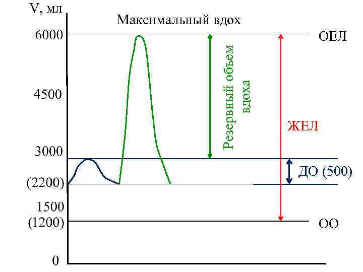 Максимальный вдох ОЕЛ Резервный объем вдоха V, мл ЖЕЛ ДО (500) ОО 