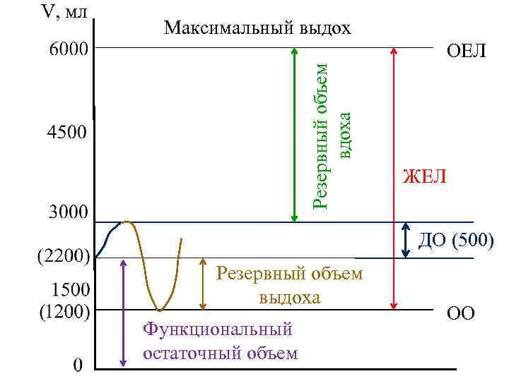 Максимальный выдох ОЕЛ Резервный объем вдоха V, мл ЖЕЛ ДО (500) Резервный объем выдоха