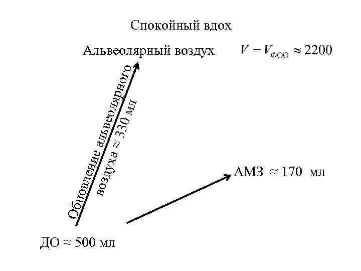 Спокойный вдох Обн овл ени возд е альв еоля уха ≈ 33 рно го