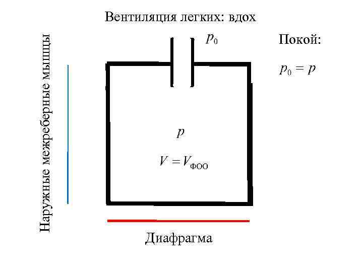 Наружные межреберные мышцы Вентиляция легких: вдох Покой: Диафрагма 