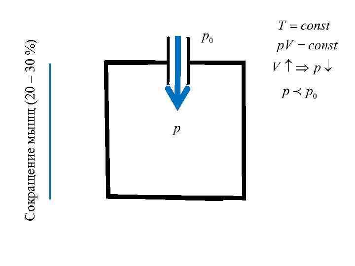 Сокращение мышц (20 – 30 %) 