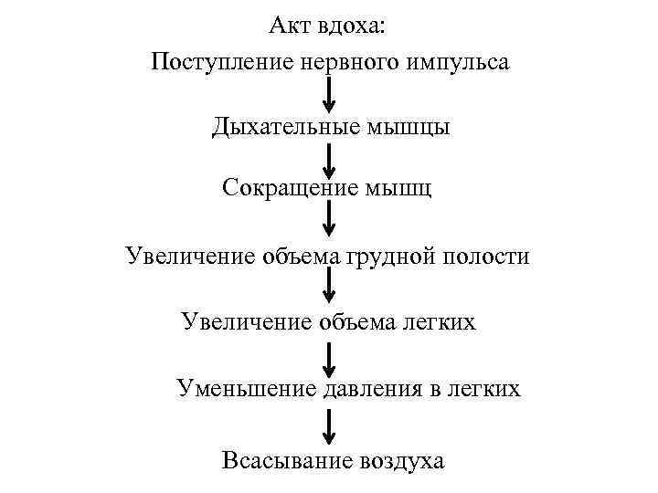 Акт вдоха: Поступление нервного импульса Дыхательные мышцы Сокращение мышц Увеличение объема грудной полости Увеличение
