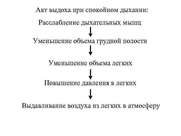Акт выдоха при спокойном дыхании: Расслабление дыхательных мышц Уменьшение объема грудной полости Уменьшение объема