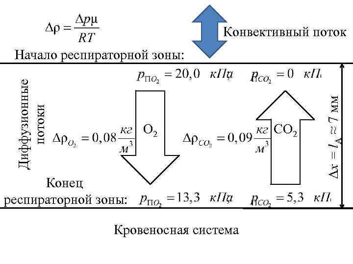 Конвективный поток О 2 Конец респираторной зоны: Кровеносная система CО 2 Δх = l.