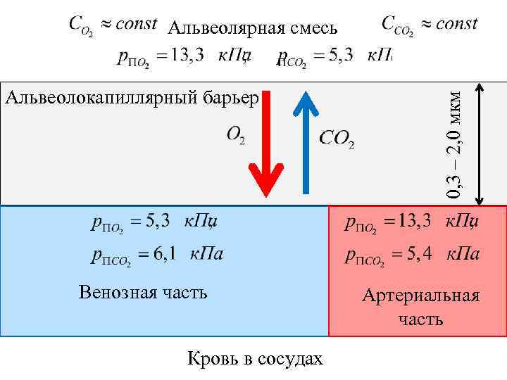 Альвеолокапиллярный барьер Венозная часть Кровь в сосудах 0, 3 – 2, 0 мкм Альвеолярная