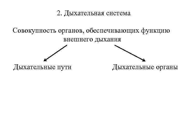 2. Дыхательная система Совокупность органов, обеспечивающих функцию внешнего дыхания Дыхательные пути Дыхательные органы 