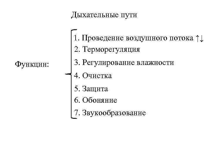Дыхательные пути 1. Проведение воздушного потока ↑↓ 2. Терморегуляция Функции: 3. Регулирование влажности 4.