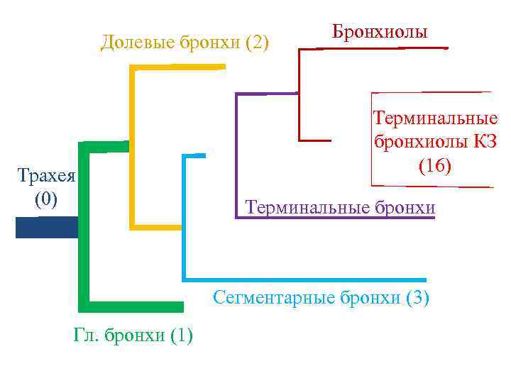 Долевые бронхи (2) Трахея (0) Бронхиолы Терминальные бронхиолы КЗ (16) Терминальные бронхи Сегментарные бронхи