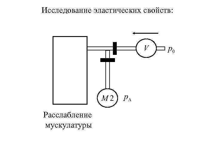 Исследование эластических свойств: Расслабление мускулатуры 