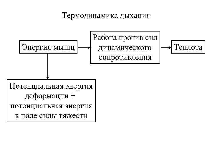 Термодинамика дыхания Энергия мышц Работа против сил динамического сопротивления Потенциальная энергия деформации + потенциальная