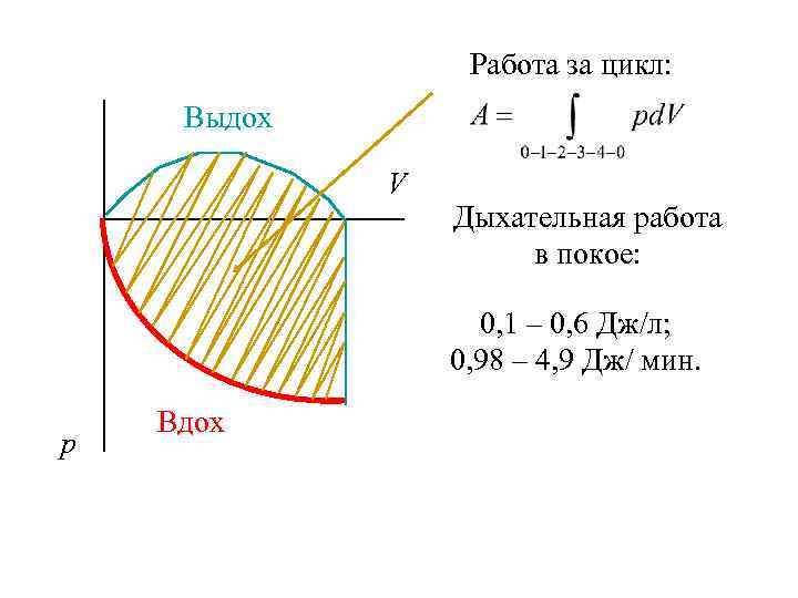 Работа за цикл: Выдох V Дыхательная работа в покое: 0, 1 – 0, 6